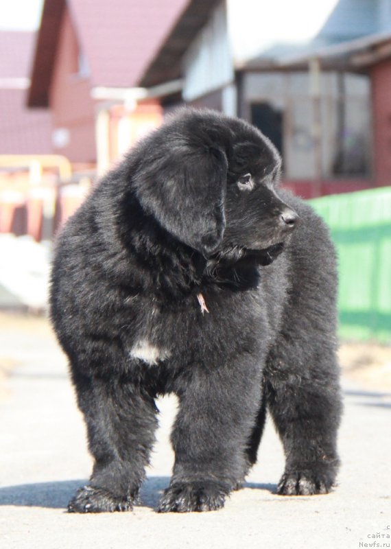 Фото: ньюфаундленд Akvian Song Pink Panter (Аквиан Сонг Пинк Пантер)