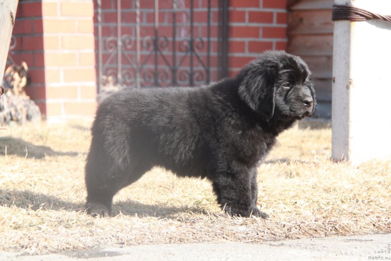 Фото: ньюфаундленд Akvian Song Pink Panter (Аквиан Сонг Пинк Пантер)