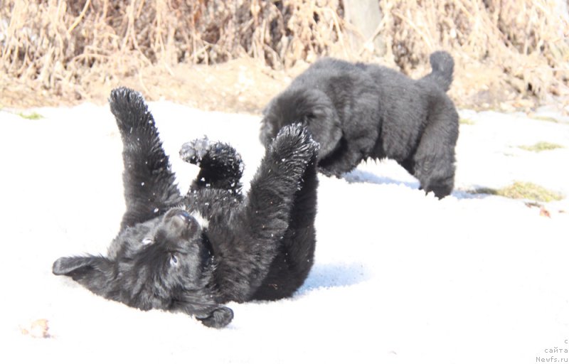 Фото: ньюфаундленд Akvian Song Pink Panter (Аквиан Сонг Пинк Пантер)