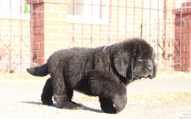 Фото: ньюфаундленд Akvian Song Performans (Аквиан Сонг Перформанс)