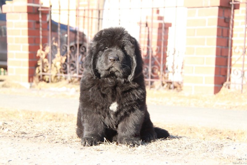 Фото: ньюфаундленд Akvian Song Performans (Аквиан Сонг Перформанс)