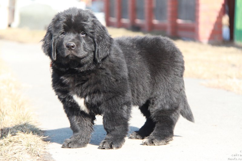 Фото: ньюфаундленд Akvian Song Prekrasnaya Markiza (Аквиан Сонг Прекрасная Маркиза)