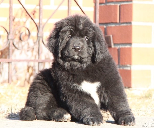 Фото: ньюфаундленд Akvian Song Paloma Pikasso (Аквиан Сонг Палома Пикассо)