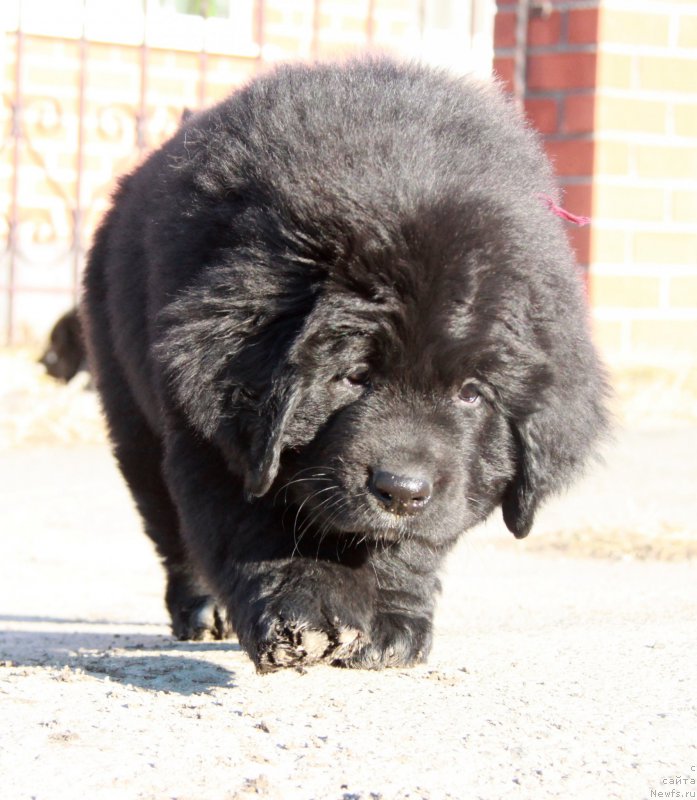 Фото: ньюфаундленд Akvian Song Paloma Pikasso (Аквиан Сонг Палома Пикассо)