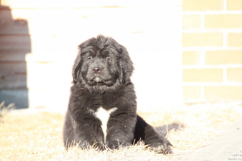 Фото: ньюфаундленд Akvian Song Paloma Pikasso (Аквиан Сонг Палома Пикассо)