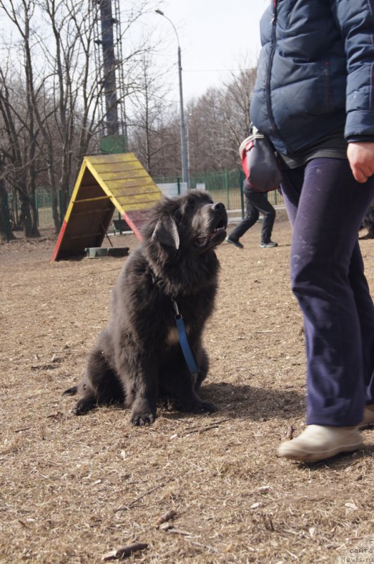 Фото: ньюфаундленд Angel Khranitel Gruffidd (Ангел Хранитель Граффидд)