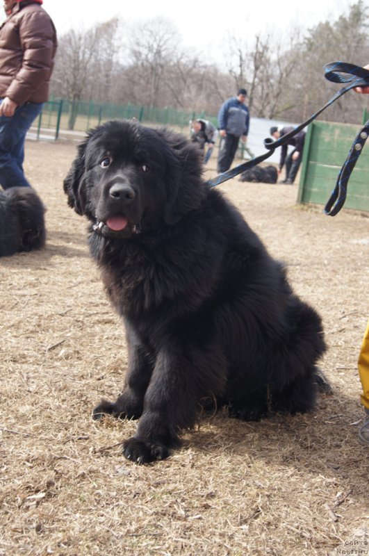 Фотография № 178581