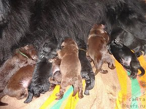 Фото: ньюфаундленд N'yufort Uitni Tradiciya Legendyi (Ньюфорт Уитни Традиция Легенды), мама!!!