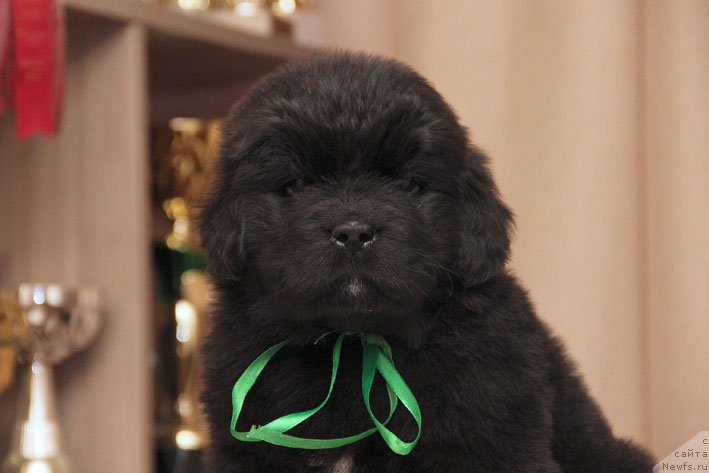 Фото: ньюфаундленд Don s Berega Dona (Дон с Берега Дона)