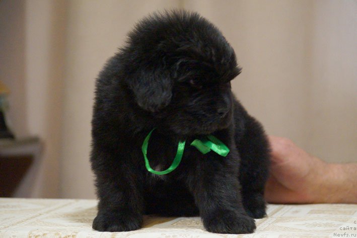 Фото: ньюфаундленд Don s Berega Dona (Дон с Берега Дона)