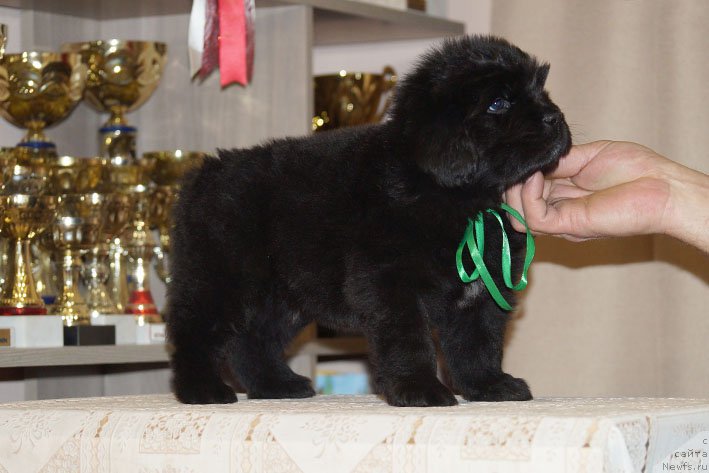 Фото: ньюфаундленд Don s Berega Dona (Дон с Берега Дона)