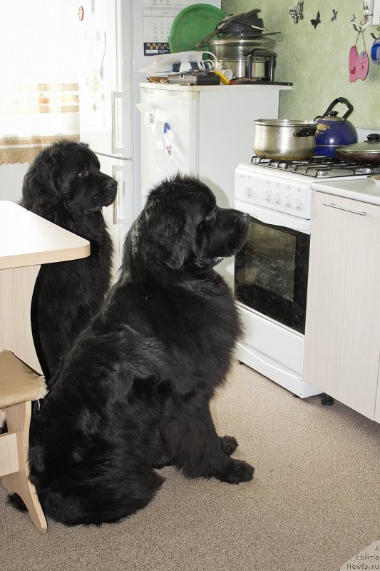 Фото: ньюфаундленд L'vinoe Serdce (Львиное Сердце), ньюфаундленд CHernyiy Balu Dobryinya (Черный Балу Добрыня)