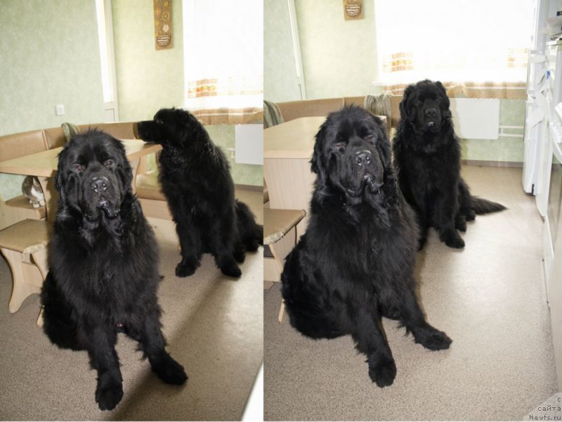 Фото: ньюфаундленд CHernyiy Balu Dobryinya (Черный Балу Добрыня), ньюфаундленд L'vinoe Serdce (Львиное Сердце)