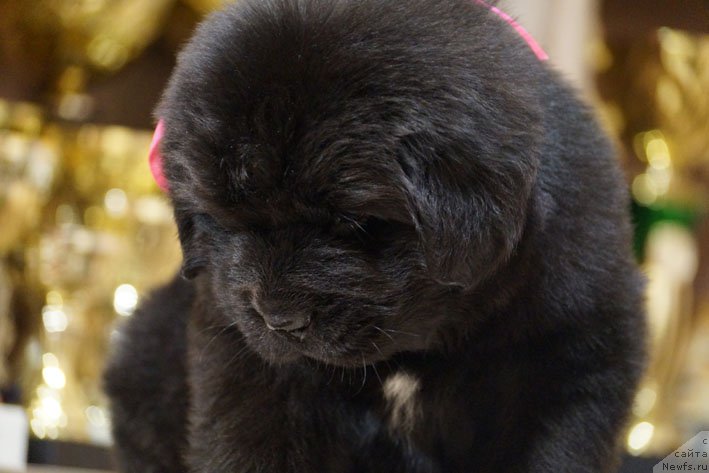 Фото: ньюфаундленд Derzhava s Berega Dona (Держава с Берега Дона)