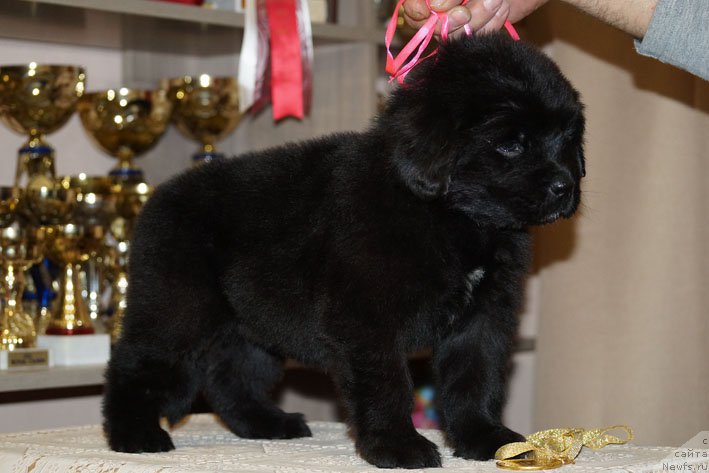 Фото: ньюфаундленд Derzhava s Berega Dona (Держава с Берега Дона)