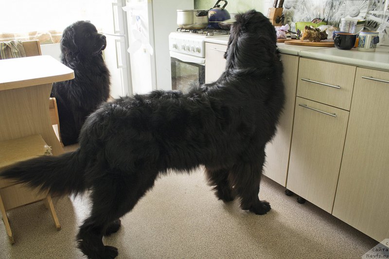 Фото: ньюфаундленд L'vinoe Serdce (Львиное Сердце), ньюфаундленд CHernyiy Balu Dobryinya (Черный Балу Добрыня)
