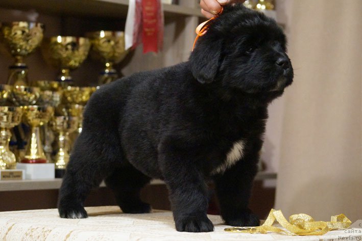 Фото: ньюфаундленд Dary Prinosjashhaya s Berega Dona (Дары Приносящая с Берега Дона)