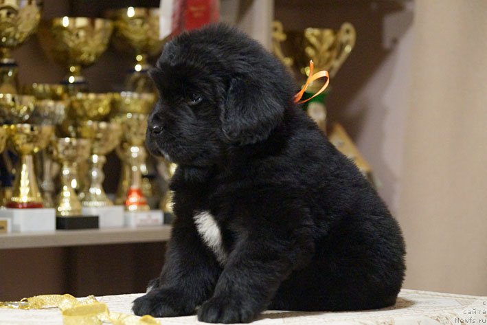 Фото: ньюфаундленд Dary Prinosjashhaya s Berega Dona (Дары Приносящая с Берега Дона)