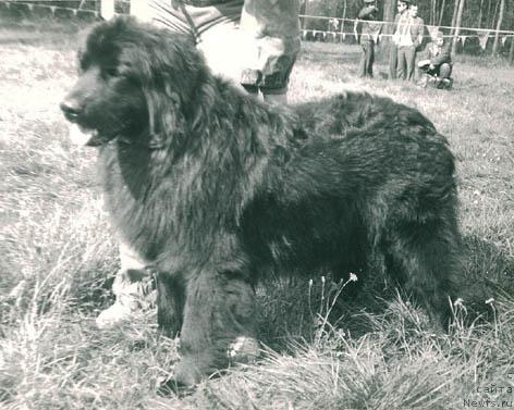 Фото: ньюфаундленд Ast YUt Jerri (Аст Ют Жерри)