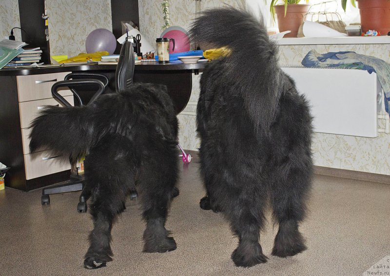 Фото: ньюфаундленд CHernyiy Balu Dobryinya (Черный Балу Добрыня), ньюфаундленд L'vinoe Serdce (Львиное Сердце)