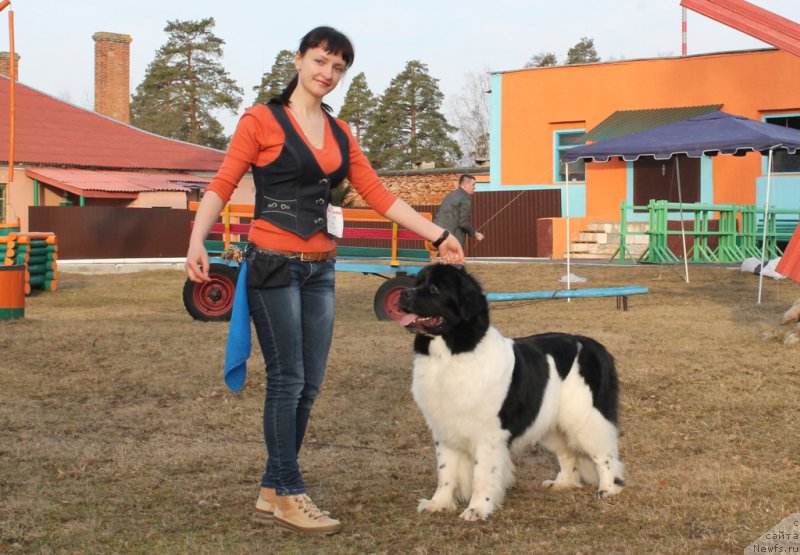 Фото: ньюфаундленд Flyufi Avalanch Panaceya (Флюфи Аваланч Панацея)