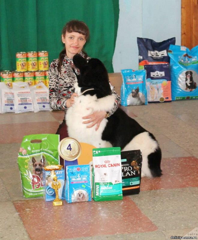 Фото: ньюфаундленд Flyufi Avalanch Panaceya (Флюфи Аваланч Панацея)