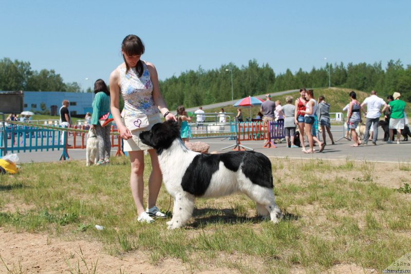 Фото: ньюфаундленд Flyufi Avalanch Panaceya (Флюфи Аваланч Панацея)
