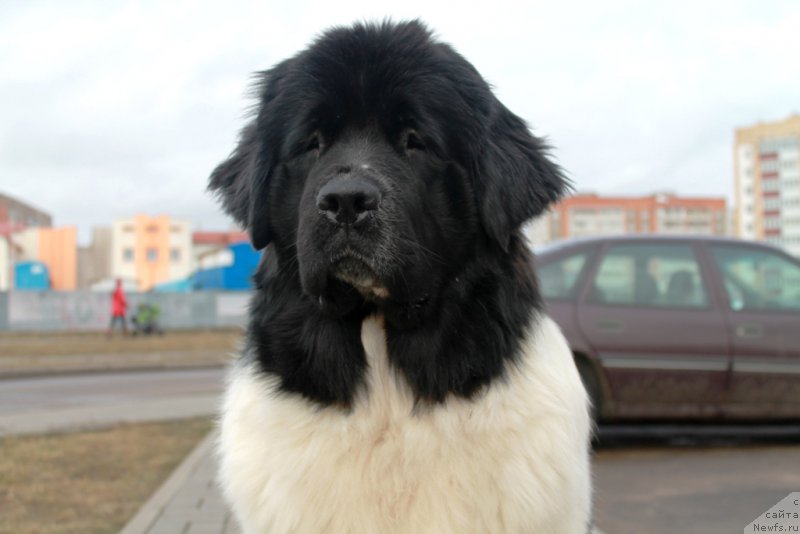 Фото: ньюфаундленд Flyufi Avalanch Panaceya (Флюфи Аваланч Панацея)