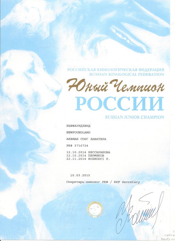 Фото: ньюфаундленд Akvian Song Lavatera (Аквиан Сонг Лаватера)