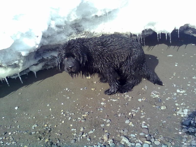 Фото: ньюфаундленд Sent Djons Never Giv Up (Сент Джонс Невер Гив Ап)