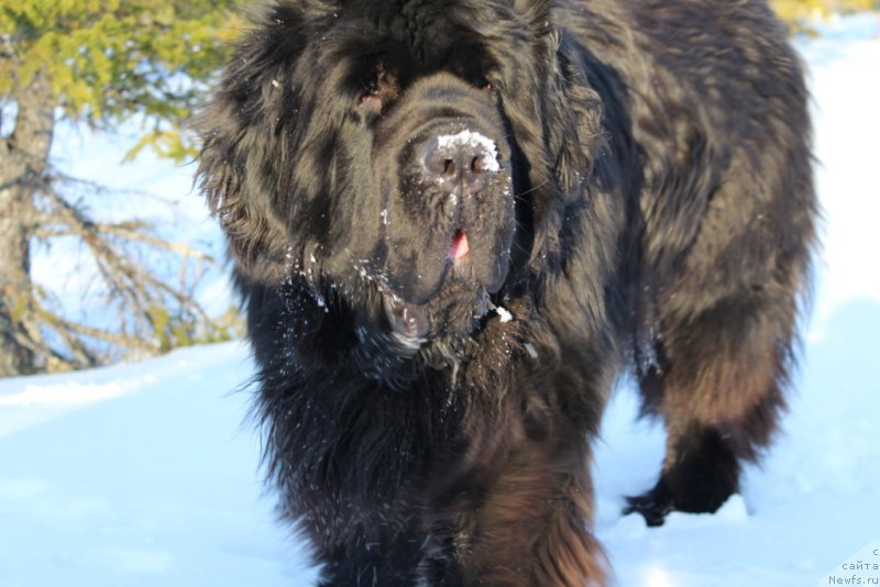 Фото: ньюфаундленд King of Helluland You Shock Me