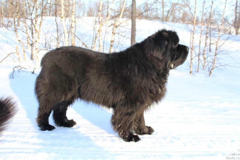 Фото: ньюфаундленд Beguschaya po Volnam Zero Kool (Бегущая по Волнам Зеро Коол)