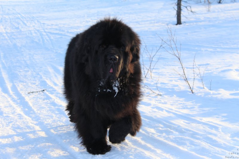 Фото: ньюфаундленд Beguschaya po Volnam Zero Kool (Бегущая по Волнам Зеро Коол)