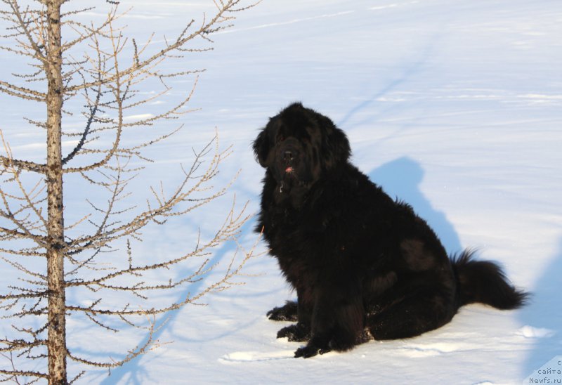 Фото: ньюфаундленд YAntarnaya Mechta (Янтарная Мечта)