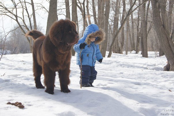 Фото: ньюфаундленд CHernyiy SHarm Denzel Vashington (Черный Шарм Дензел Вашингтон)