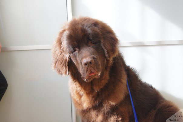 Фото: ньюфаундленд CHernyiy SHarm Denzel Vashington (Черный Шарм Дензел Вашингтон)