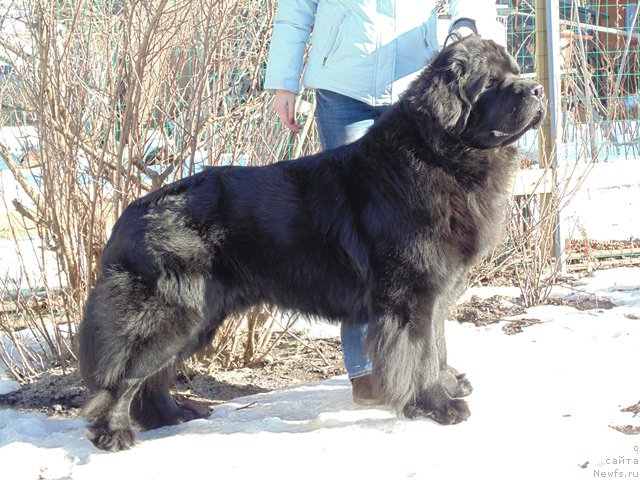 Фото: ньюфаундленд Dar Svezyi Sii YEnd YEdmire (Дар Свезы Сии Энд Эдмире)