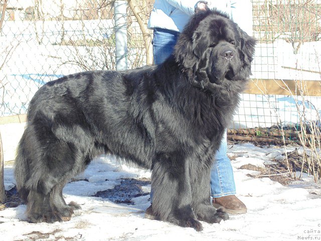 Фото: ньюфаундленд Dar Svezyi Sii YEnd YEdmire (Дар Свезы Сии Энд Эдмире)