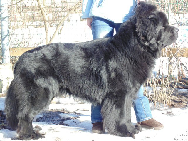 Фото: ньюфаундленд Dar Svezyi Sii YEnd YEdmire (Дар Свезы Сии Энд Эдмире)