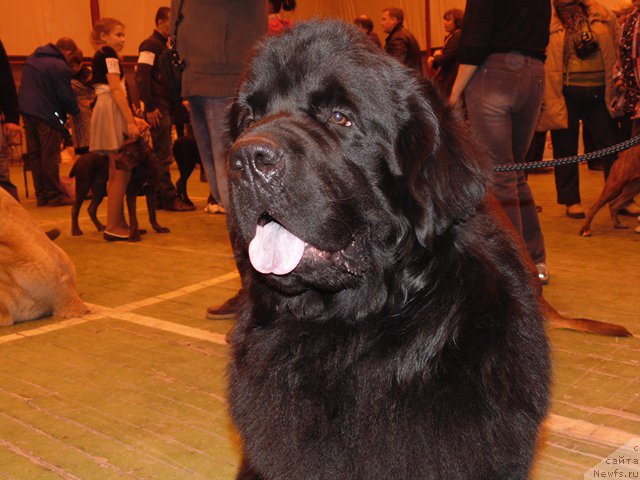 Фото: ньюфаундленд Dar Svezyi Sii YEnd YEdmire (Дар Свезы Сии Энд Эдмире)