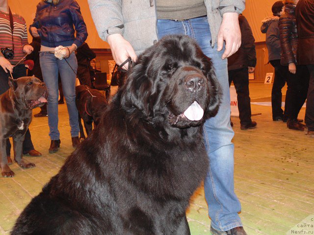 Фото: ньюфаундленд Dar Svezyi Sii YEnd YEdmire (Дар Свезы Сии Энд Эдмире)