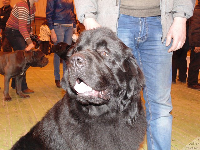 Фото: ньюфаундленд Dar Svezyi Sii YEnd YEdmire (Дар Свезы Сии Энд Эдмире)