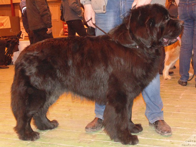 Фото: ньюфаундленд Dar Svezyi Sii YEnd YEdmire (Дар Свезы Сии Энд Эдмире)