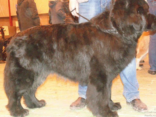 Фото: ньюфаундленд Dar Svezyi Sii YEnd YEdmire (Дар Свезы Сии Энд Эдмире)