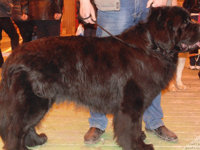 Фото: ньюфаундленд Dar Svezyi Sii YEnd YEdmire (Дар Свезы Сии Энд Эдмире)