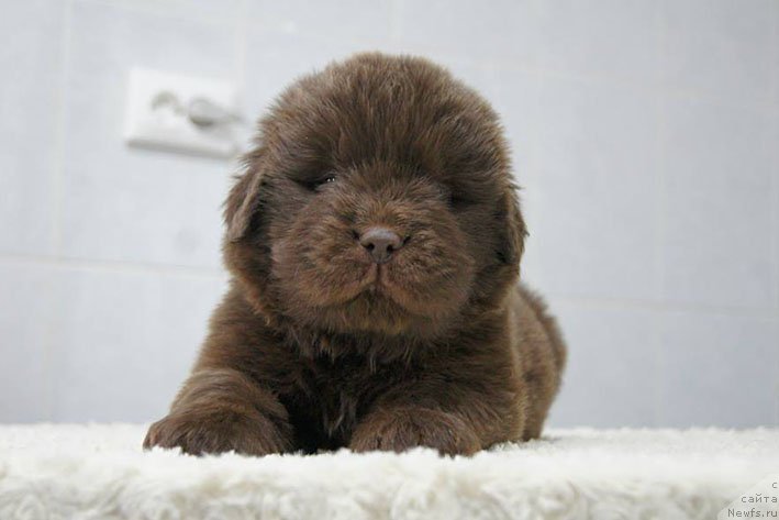 Фото: ньюфаундленд Eroshka s Berega Dona (Ерошка с Берега Дона)