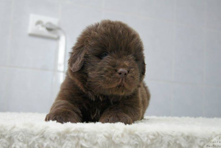 Фото: ньюфаундленд Eroshka s Berega Dona (Ерошка с Берега Дона)