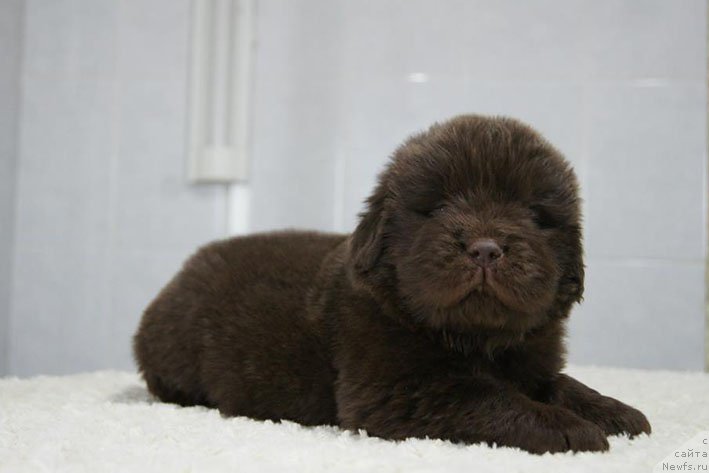 Фото: ньюфаундленд Eroshka s Berega Dona (Ерошка с Берега Дона)