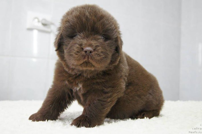 Фото: ньюфаундленд Eroshka s Berega Dona (Ерошка с Берега Дона)