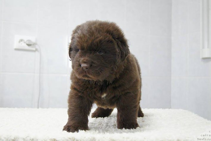 Фото: ньюфаундленд Esaul s Berega Dona (Есаул с Берега Дона)